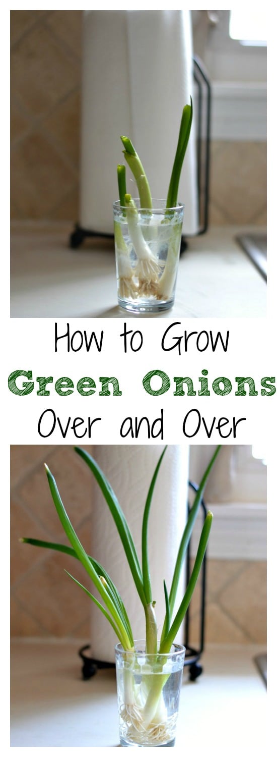 a small mason jar will green onion stalks