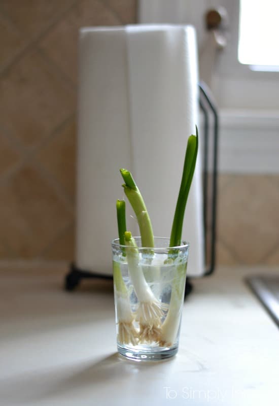 cut green onion stalks in a glass of water