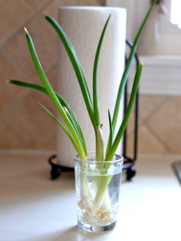 several green onions in a small glass of water
