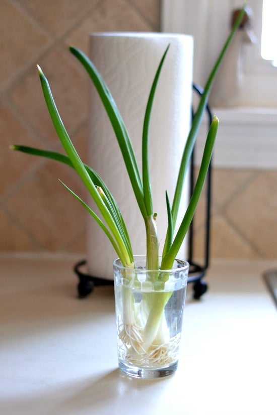 three stalks of scallions in a small mason jar