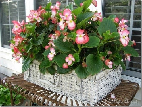 basket planter