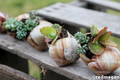 shell planters