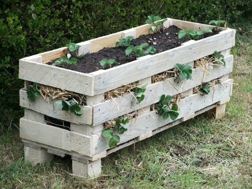 Strawberry Pallet Planter