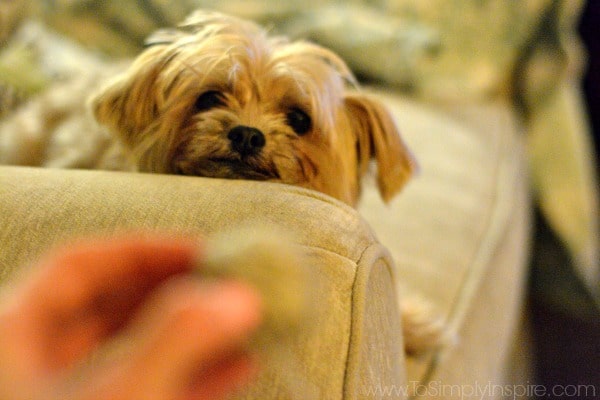 A close up of a dog lying on a couch arm